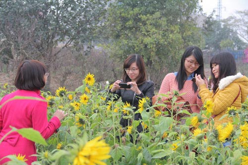 vuon hoa bach nhat hut khach ngay xuan - 4