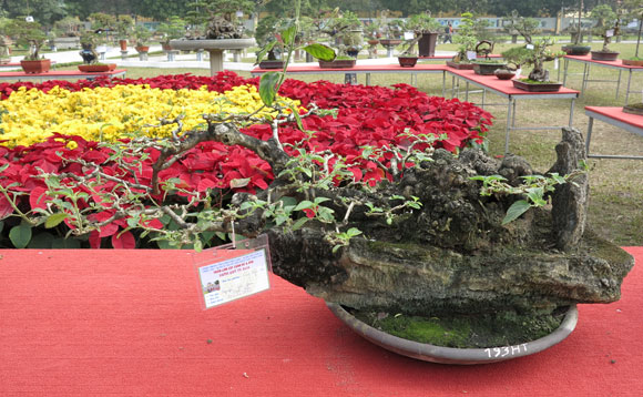 Ngây ngất lạc trong vườn cây cảnh bạc tỉ - 10