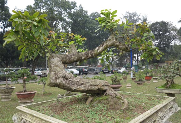 Ngây ngất lạc trong vườn cây cảnh bạc tỉ - 13