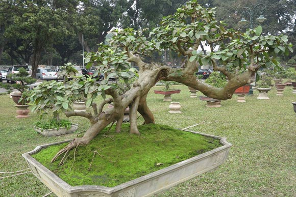 Ngây ngất lạc trong vườn cây cảnh bạc tỉ - 15