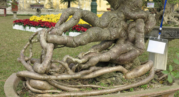 Ngây ngất lạc trong vườn cây cảnh bạc tỉ - 17