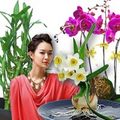 Nhà đẹp - Những loại cây, hoa may mắn nhất Tết Quý Tỵ