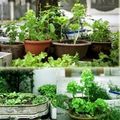 Nhà đẹp - Nhà giàu Hà Nội biến chậu cảnh thành... vườn rau