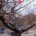 Tin tức - 'Đào đại gia' hút khách dịp Tết