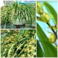 Tin tức - Cận cảnh địa lan Sapa đón Tết giá 70 triệu đồng