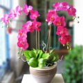 Nhà đẹp - Ngắm cây cảnh chưng Tết giá bạc triệu