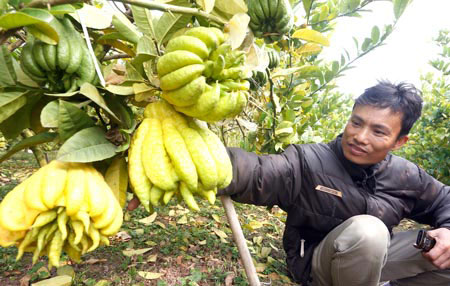 thi truong tet: cay "doc", trai la dat hang - 1