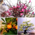 Nhà đẹp - Mẹo chọn đào, mai, quất cảnh chơi Tết