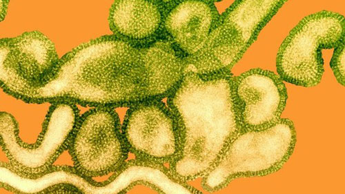 canh bao dai dich tu dong virus cum h10n8 - 1