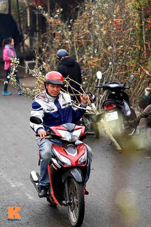 ngam hoa le no trang muot giua long hn - 16