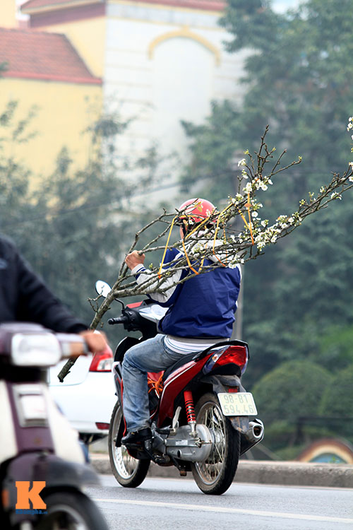 ngam hoa le no trang muot giua long hn - 5