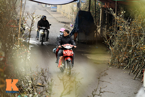 ngam hoa le no trang muot giua long hn - 1