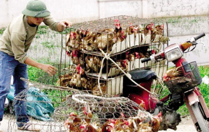 cum a/h5n1 lan rong, ga vit song troi noi van hut khach - 1