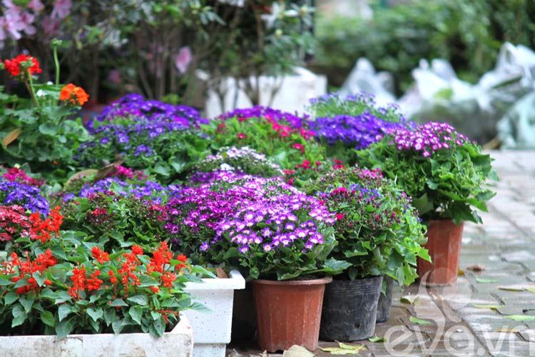 Người Hà Nội chuộng trồng hoa gì mùa xuân?