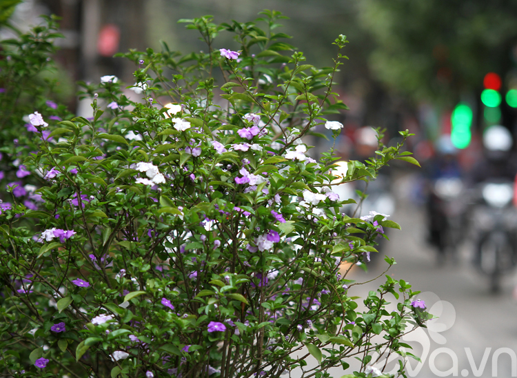 Người Hà Nội chuộng trồng hoa gì mùa xuân?