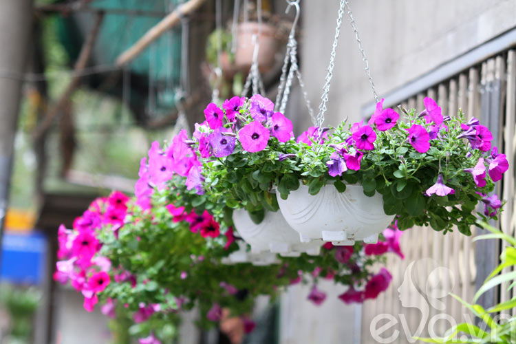 Người Hà Nội chuộng trồng hoa gì mùa xuân?