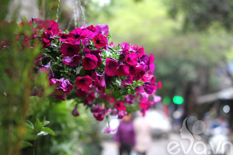 Người Hà Nội chuộng trồng hoa gì mùa xuân?