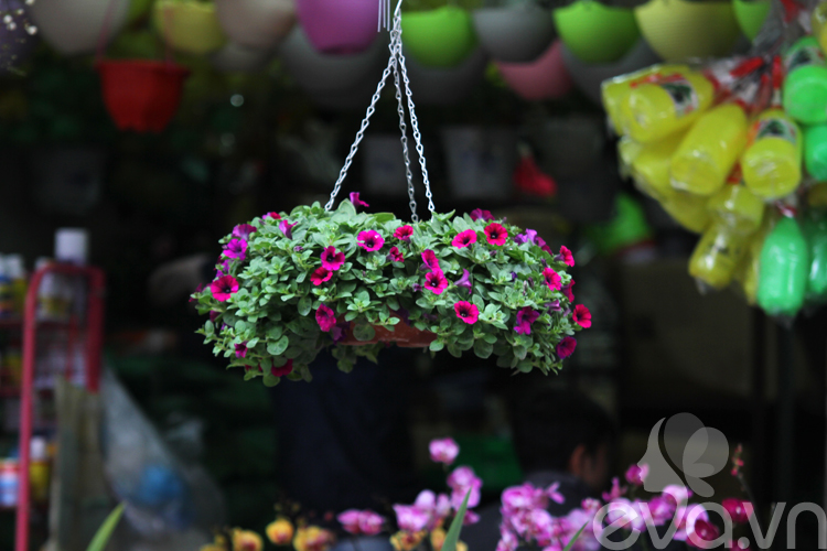 Người Hà Nội chuộng trồng hoa gì mùa xuân?