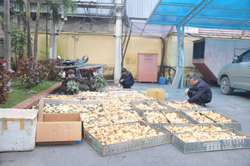 bat giu 800 con gia cam lau tu trung quoc - 1