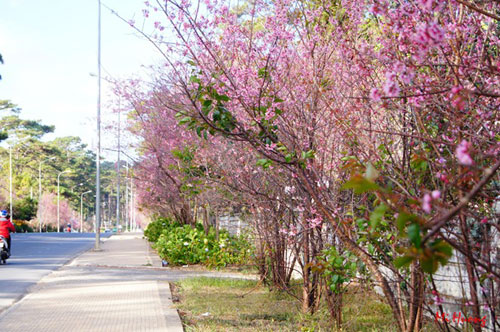 mua xuan ve voi mai anh dao da lat - 6