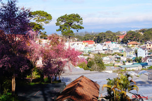 mua xuan ve voi mai anh dao da lat - 8