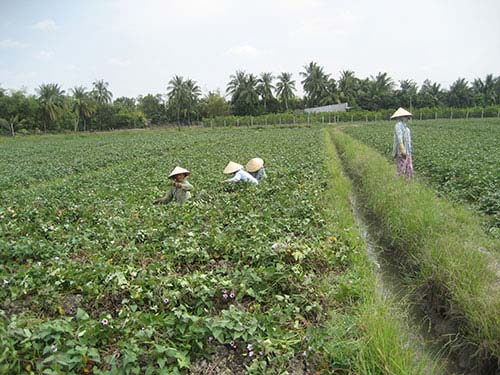 nguoi trong khoai lang ngong thuong lai tq - 1