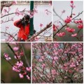 Tin tức - Lên Sapa ngắm hoa mai anh đào khoe sắc