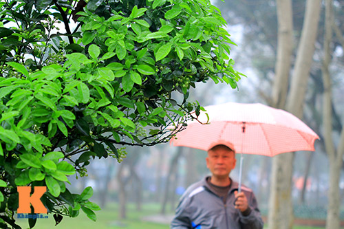 chum anh: ha noi nong nan huong buoi thang ba - 1