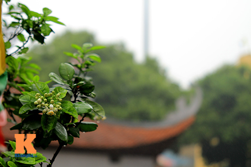 chum anh: ha noi nong nan huong buoi thang ba - 9