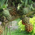 Sức khỏe - Chữa ho do cảm mạo với dứa gai