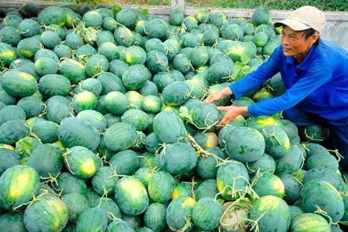 choang voi dua hau mien tay gia 1.500 dong/kg - 1