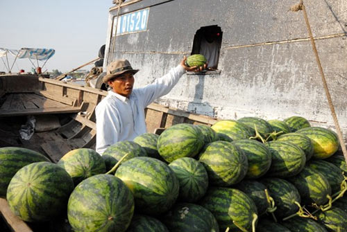 choang voi dua hau mien tay gia 1.500 dong/kg - 9