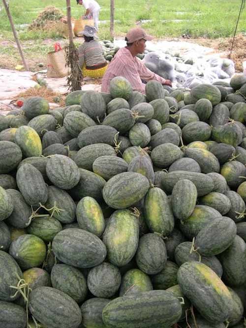 choang voi dua hau mien tay gia 1.500 dong/kg - 10