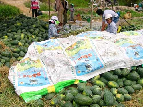 choang voi dua hau mien tay gia 1.500 dong/kg - 11