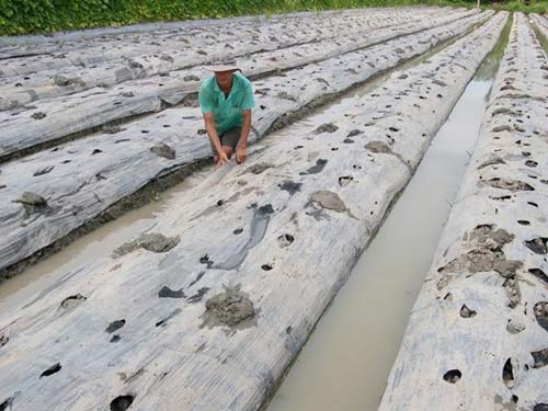 choang voi dua hau mien tay gia 1.500 dong/kg - 2