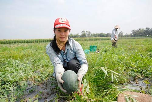 choang voi dua hau mien tay gia 1.500 dong/kg - 3