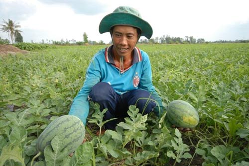 choang voi dua hau mien tay gia 1.500 dong/kg - 4