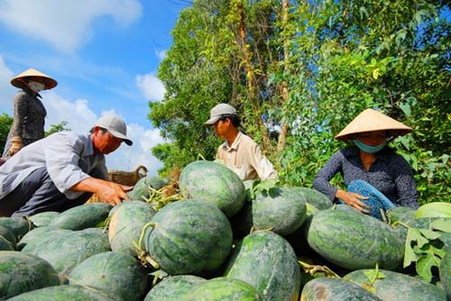 choang voi dua hau mien tay gia 1.500 dong/kg - 5