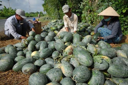 choang voi dua hau mien tay gia 1.500 dong/kg - 6