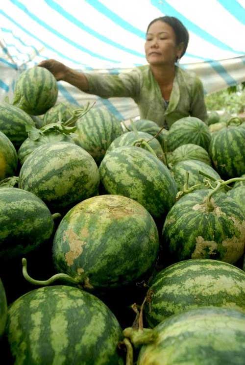 choang voi dua hau mien tay gia 1.500 dong/kg - 7