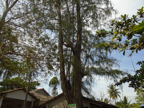 chuyen la: ca lang 'trung so' duoi tan cay duong - 1