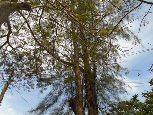 chuyen la: ca lang 'trung so' duoi tan cay duong - 2