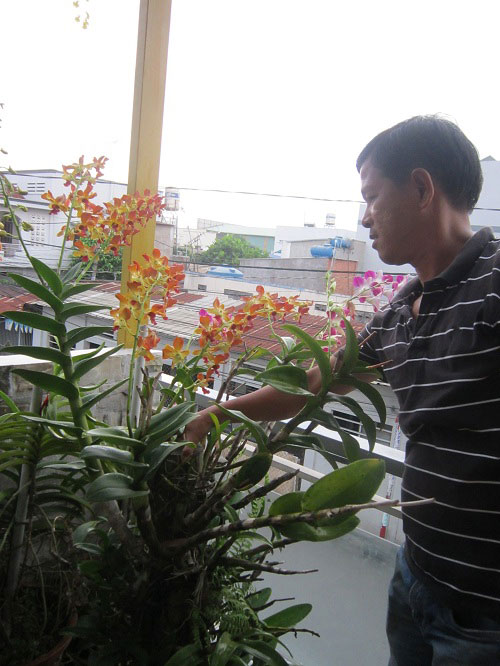 hang tram gio hoa nui rung khoe sac tham giua long tp.hcm - 9