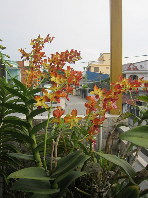 hang tram gio hoa nui rung khoe sac tham giua long tp.hcm - 6