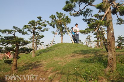 muc kich vuon cay canh bac ty o nam dinh - 10