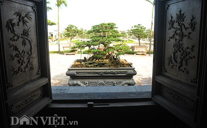 muc kich vuon cay canh bac ty o nam dinh - 12