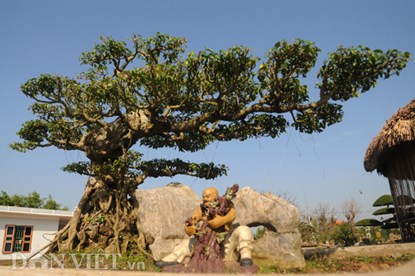 muc kich vuon cay canh bac ty o nam dinh - 2