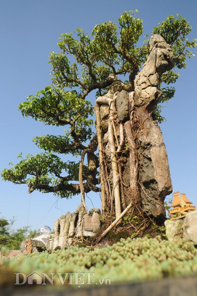 muc kich vuon cay canh bac ty o nam dinh - 6