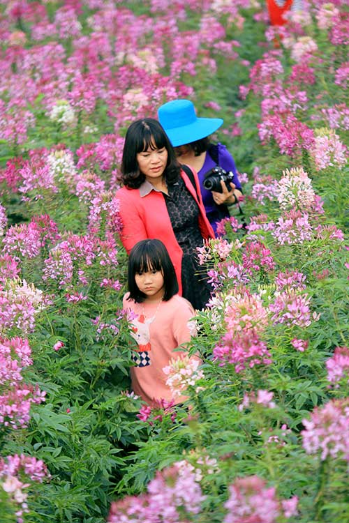 do xo chup anh tai thung lung hoa ho tay - 17