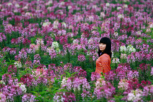 do xo chup anh tai thung lung hoa ho tay - 8